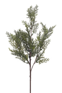 CEDAR | STEM SM