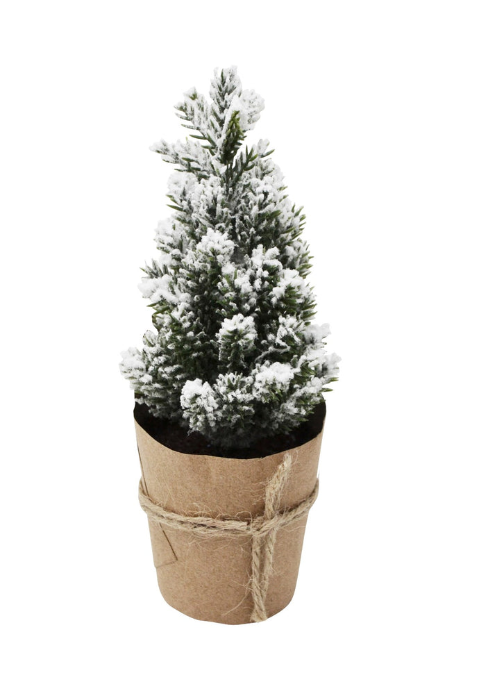 GREEN FIR | POT