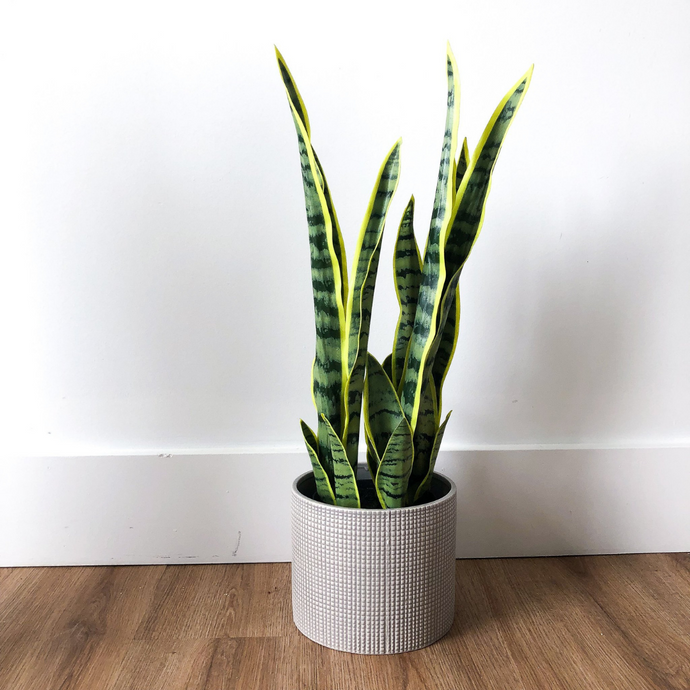 SNAKE PLANT