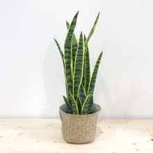 Load image into Gallery viewer, SNAKE PLANT
