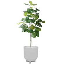 Load image into Gallery viewer, FIDDLE FIG TREE
