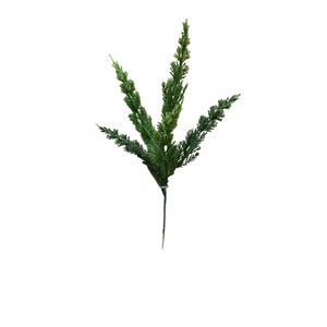 MONTEREY CYPRESS | PICK