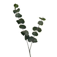Load image into Gallery viewer, EUCALYPTUS STEM
