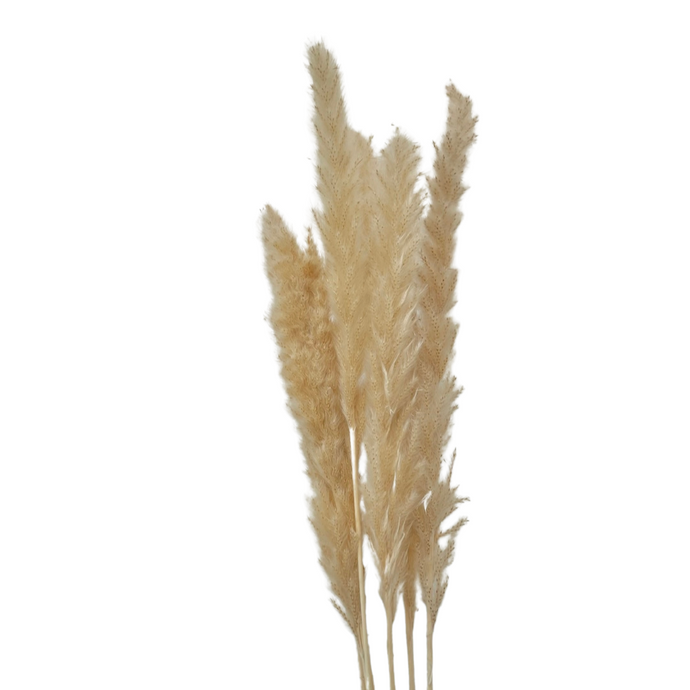 DRIED NATURAL STEM