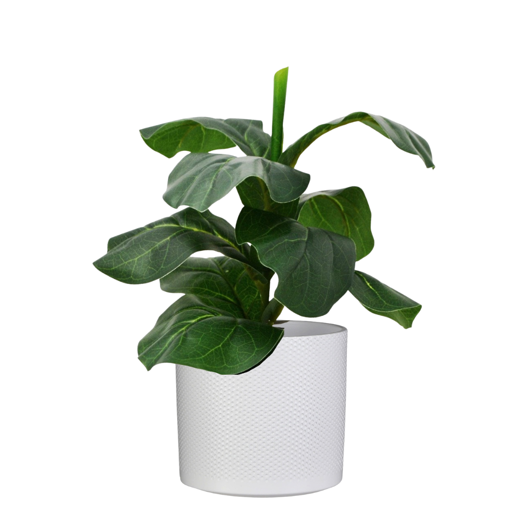 FIDDLE LEAF FIG