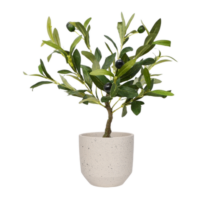 OLIVE TREE