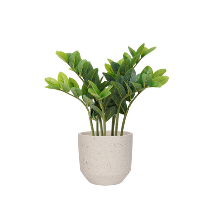 ZZ PLANT