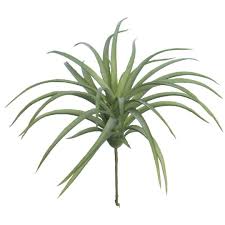 TILLANDSIA | AIR PLANT