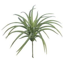 Load image into Gallery viewer, TILLANDSIA | AIR PLANT
